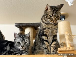 IMG_0536