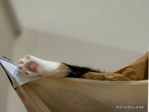 IMG_0827